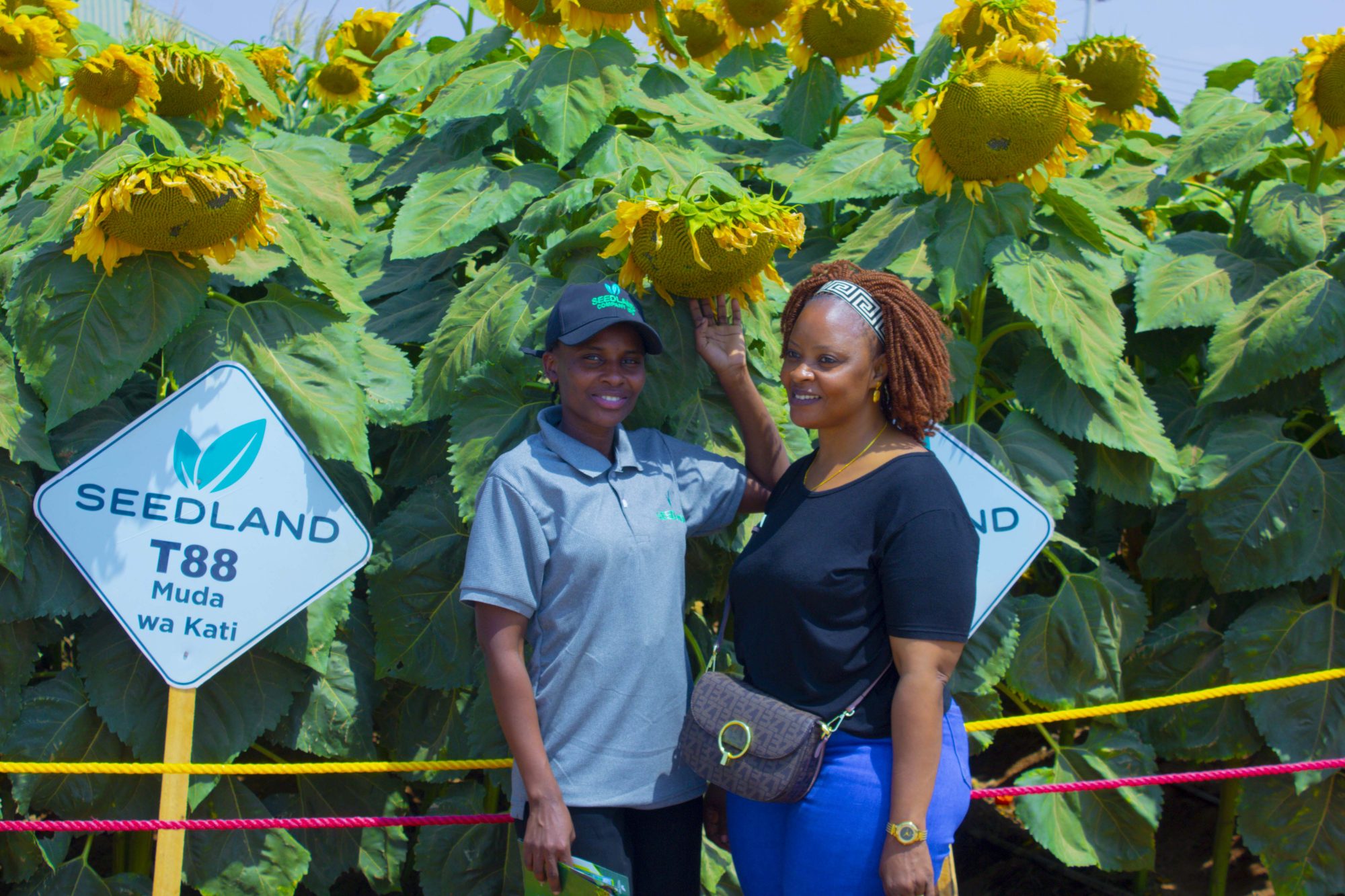 SEEDLAN 88 SUNFLOWER